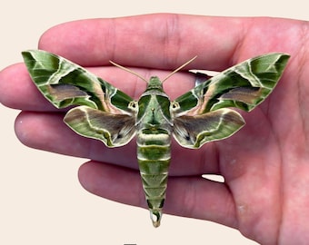 Pinned Oleander Hawk-moth (Daphnis nerii) Specimen – Entomological Display Quality