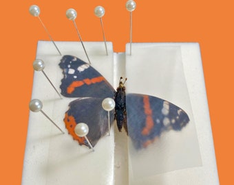 Self healing foam spreading mounting board for butterflies, moths