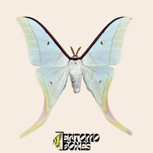 Esemplare di falena Actias selene per collezione di tassidermia entomologica