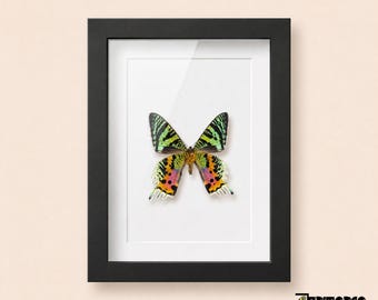 Madagascan Sunset Moth Frame, Urania rhipheus, Rainbow Iridescent Wall Art