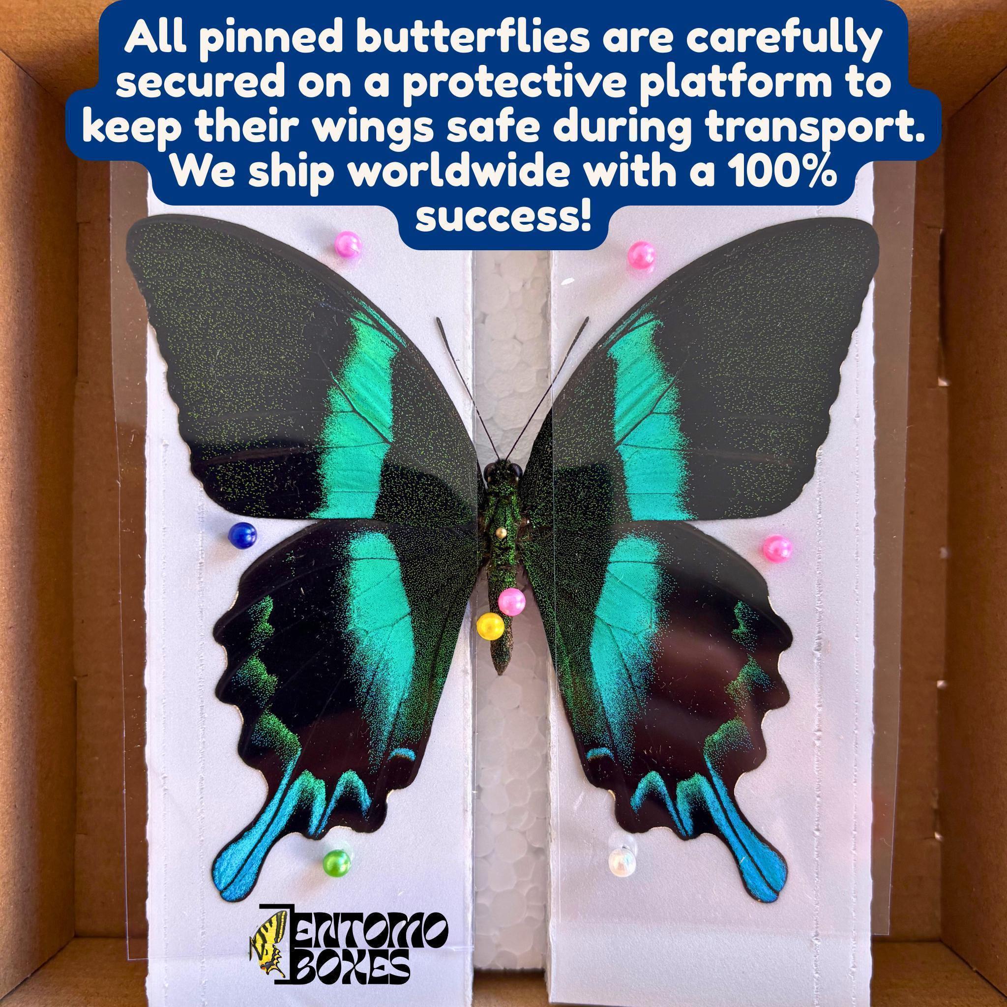 Real Butterfly Giant Blue Morpho (morpho Didius) Male — Pinned or