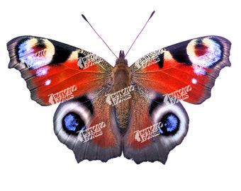 Digital HQ Peacock Butterfly Aglais io Picture Print for custom Prints Butterfly Image