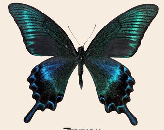 9 X Papilio maackii, mariposas cola de golondrina tropicales reales con alas cerradas, colección de taxidermia, entomología