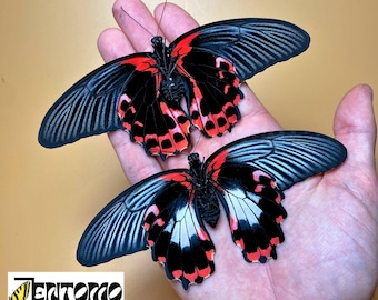 Echter Papilio rumanzovia ( Papilio rumanzovia) Schmetterling Präparate-Sammlung
