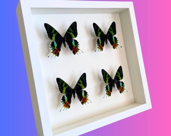 Madagascar Sunset Moths in Display Frame