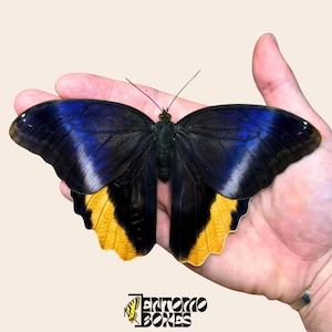 Gran ejemplar auténtico de mariposa Caligo atreus búho, sin montar, para taxidermia y entomología.