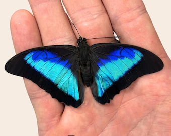 Auténtica mariposa tropical azul colorida Prepona omphale para colección, entomología y taxidermia.