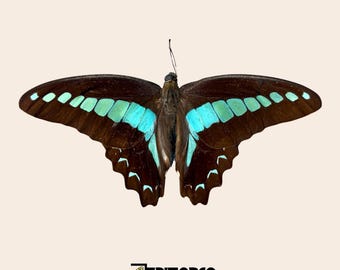 Real butterfly Graphium saperdon: unmounted A1 quality colorful specimen for collection and taxidermy