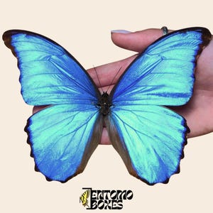 Real Butterfly Giant Blue Morpho (Morpho didius) Male — Pinned or Unmounted