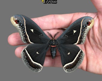 Echte Calleta Silkmoth: Eupackardia calleta A1 vastgezet exemplaar voor collectie entomologie