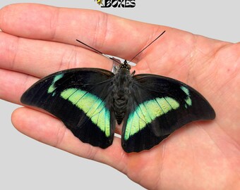 創造素材100 昆虫 蝶 蝶の群れ」の写真素材 | 26,742件の無料イラスト