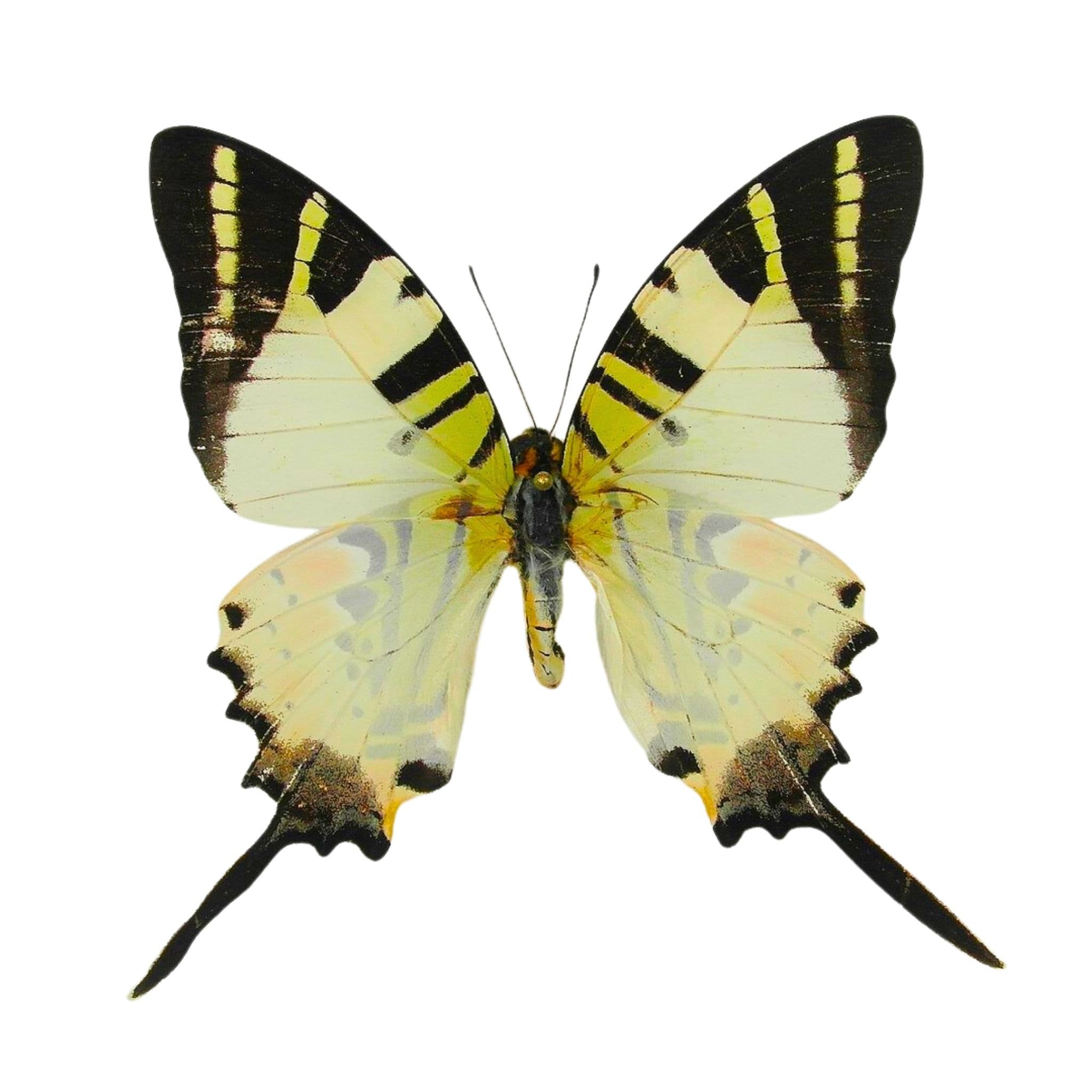 Graphium antiphates die fünfstrahligen Schwertschwanz-Schmetterlinge tropisch aus der China-Kollektion