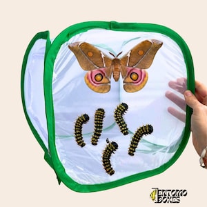 Gabbia per l'allevamento di farfalle, insetti, rete pieghevole, entomologia, insetti