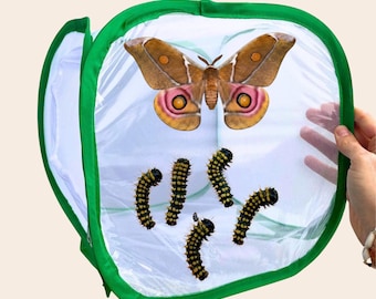 Vlinder Insectenkooi gaaskooi opvouwbaar net entomologiebeestjes