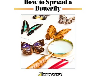 Butterfly mounting/pinning Guide, comprehensive manual on how to spread butterflies and moths