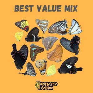 Ejemplares variados de mariposas tropicales reales: surtido de entomología en papel para taxidermia y curiosidades de bricolaje.