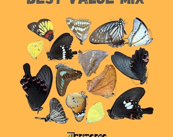 Ejemplares variados de mariposas tropicales reales: surtido de entomología en papel para taxidermia y curiosidades de bricolaje.