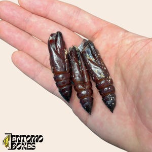Acherontia Atropos Empty Pupa Shells