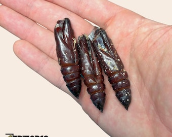 Acherontia Atropos Empty Pupa Shells