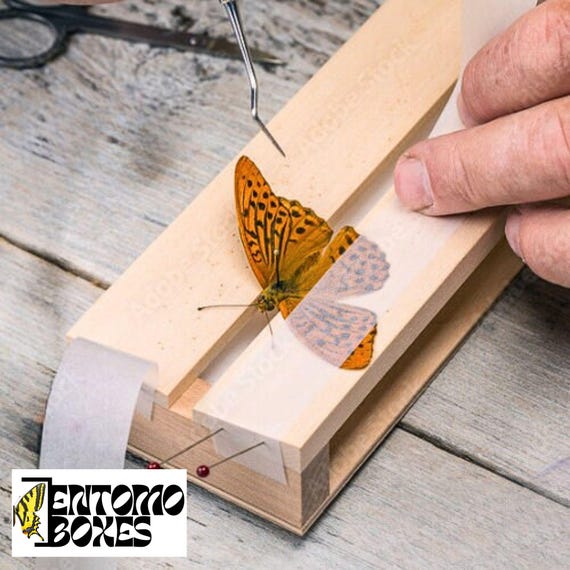 What is Insect Mounting Tape: Essential Guide for Collectors