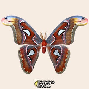Falena Atlante Attacus imbalsamata: autentico esemplare di falena gigante dell'Atlante per collezione di tassidermia.