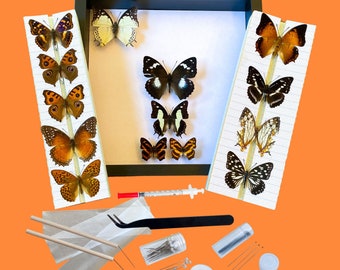 Kit de collection de papillons avec cadre de présentation et guide gratuit