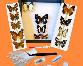 BIG Butterfly Collection Kit with Display Frame and Guide all-in-one