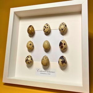 May include: A white frame with a white mount displays nine quail eggs. The eggs are arranged in a grid pattern. The text "Coturnix coturnix (Linnaeus, 1758)" is printed below the eggs.