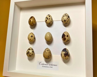 Cáscaras de huevo vacías de codorniz común enmarcadas para decoración del hogar.