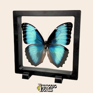 Mariposa Morpho real en marco transparente para decoración, entomología y taxidermia.