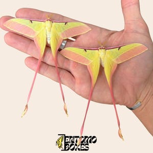 Ejemplar de la polilla luna china Actias dubernardi