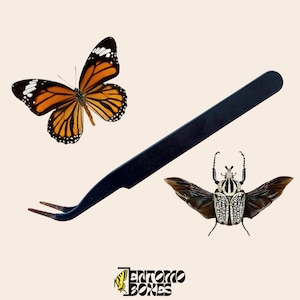 Entomology tweezers hard-tip for spreading butterflies & moths
