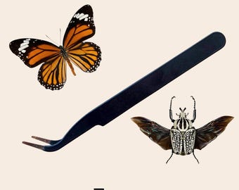 Pinzette entomologiche con punta dura per la diffusione di farfalle e falene