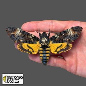 Acherontia atropos – Echte Schmetterlingspräparation für Entomologie- und Taxidermie-Sammlungen