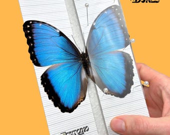 Tablero de extensión de espuma angular con cuadrícula adhesiva y diseño de mariposa para fijar alfileres.