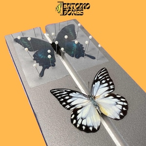 Tablero plano grande para fijar mariposas Mariposas Polillas Insectos Taxidermia Entomología