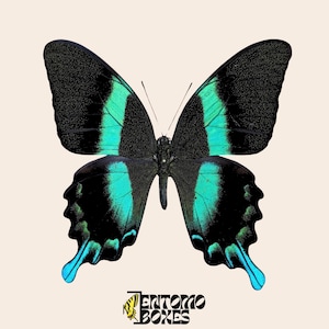 Borboleta-cauda-de-andorinha-pavão verdadeira: Espécime Papilio Blumei para decoração de entomologia