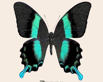 ミドリクジャクチョウ（学名：Papilio Peranthus Adamantius