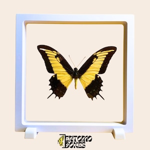 Vlinder Insect Frame Transparante achtergrond entomologie taxidermie levering
