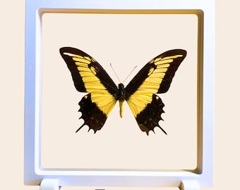 Butterfly Insect Frame Transparent Backround entomology taxidermy supply