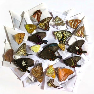 MEZCLA 60X mariposas tropicales reales plegadas sin montar Papilionidae colas de golondrina entomología