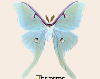 Esemplare di falena Actias luna (vera falena della seta della luna) conservato per la collezione di tassidermia entomologica.