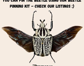 Real Goliathus Meleagris the Goliath Tropical Flower Beetle From