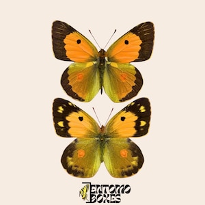 Real Butterfly Clouded Yellow (Colias croceus) - Pinned orange specimen for Entomology Taxidermy