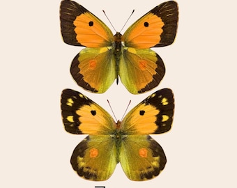 Mariposa amarilla nublada real (Colias croceus) - Ejemplar naranja disecado para taxidermia en entomología