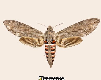 Convolvulus Hawkmoth Specimen, Agrius convolvuli, Real Pinned Moth, A or B Grade