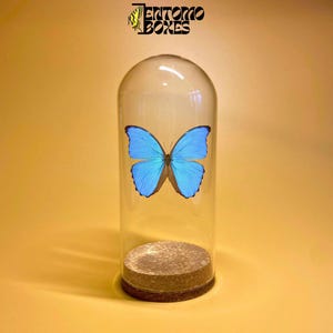 Glass Display Dome Jar supply for Art and Home Decor projects