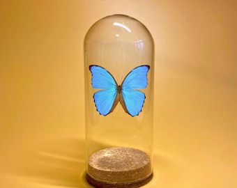 Fornitura di vasi con cupola in vetro per espositori, ideali per progetti artistici e di decorazione domestica.