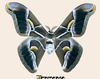Samia cynthia real silk moth specimen for entomology taxidermy collection