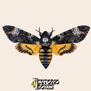 Acherontia atropos – Echte Schmetterlingspräparation für Entomologie- und Taxidermie-Sammlungen